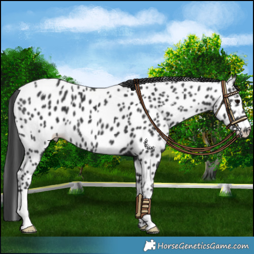 Horse Color:Black Appaloosa 