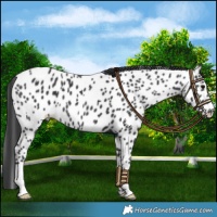 Horse Color:Black Appaloosa 
