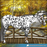 Horse Color:Black Near Leopard 