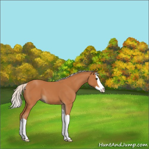 Horse Color:Silver Bay Splash