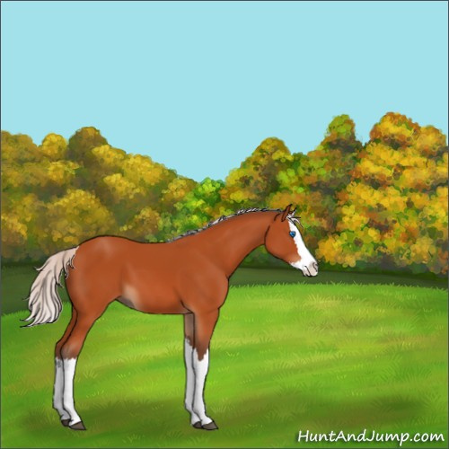 Horse Color:Silver Bay Splash