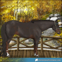 Horse Color:Liver Chestnut 