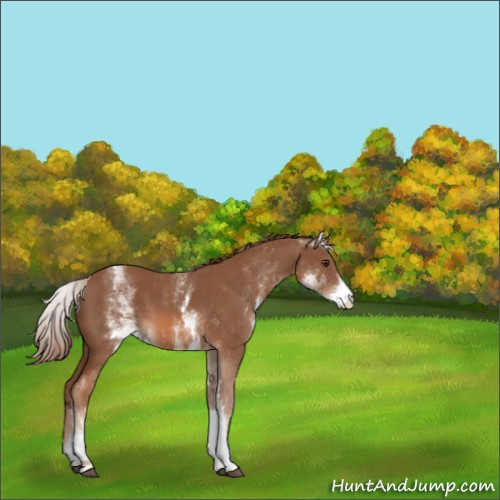 Horse Color:White Spotted Chestnut 