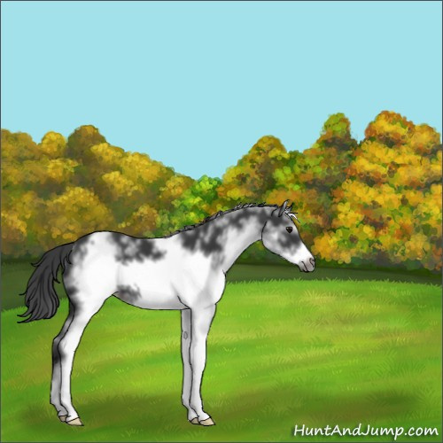 Horse Color:White Spotted Black Frame 