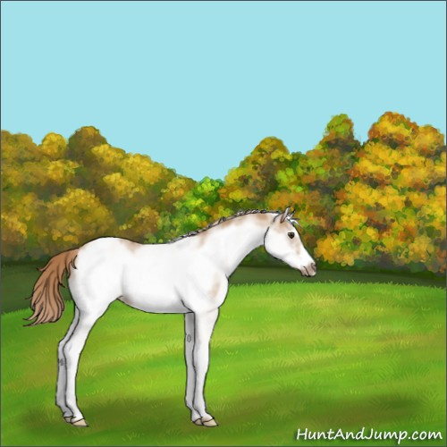 Horse Color:White Spotted Red Dun Frame 