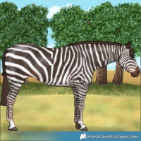 Horse Color:Liver Chestnut Rabicano