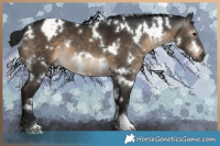 Horse Color:Gray White Spotted Brown Dun 