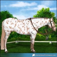 Horse Color:Chocolate Bay Pearl Near Leopard