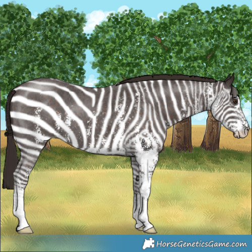 Horse Color:Liver Chestnut Sabino 