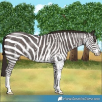 Horse Color:Liver Chestnut Sabino 