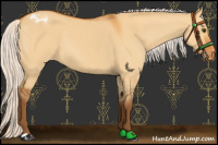 Horse Color:Silver Buckskin Dun Appaloosa 
