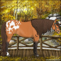 Horse Color:Buckskin Blanket