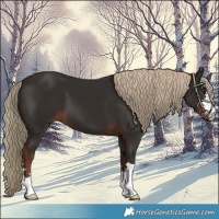 Horse Color:Liver Chestnut 