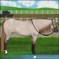 Horse Color:Liver Red Dun Roan 