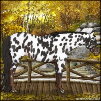 Horse Color:Liver Chestnut Near Leopard 