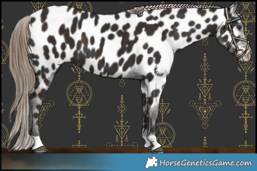 Horse Color:Liver Chestnut Appaloosa 