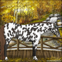 Horse Color:Liver Chestnut Appaloosa 