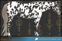 Horse Color:Liver Chestnut Near Leopard 