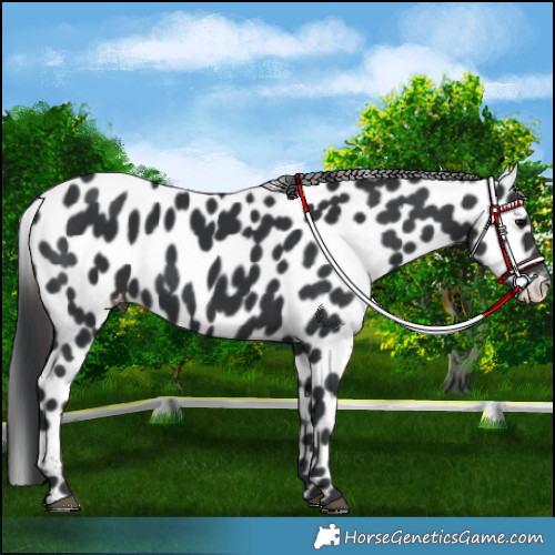 Horse Color:Black Appaloosa 
