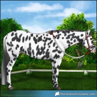 Horse Color:Black Appaloosa 