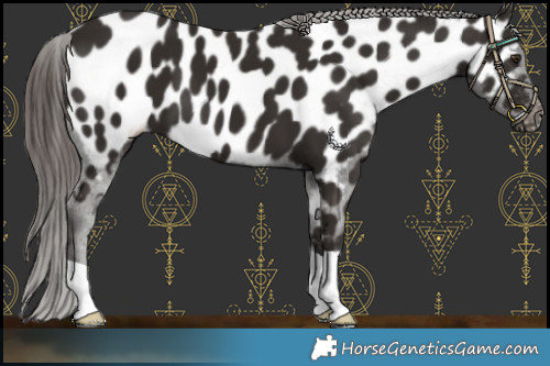 Horse Color:Liver Chestnut Appaloosa 