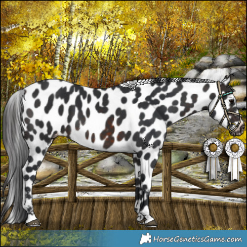 Horse Color:Brown Appaloosa 