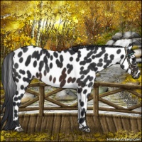 Horse Color:Brown Appaloosa 