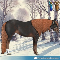 Horse Color:Liver Chestnut 