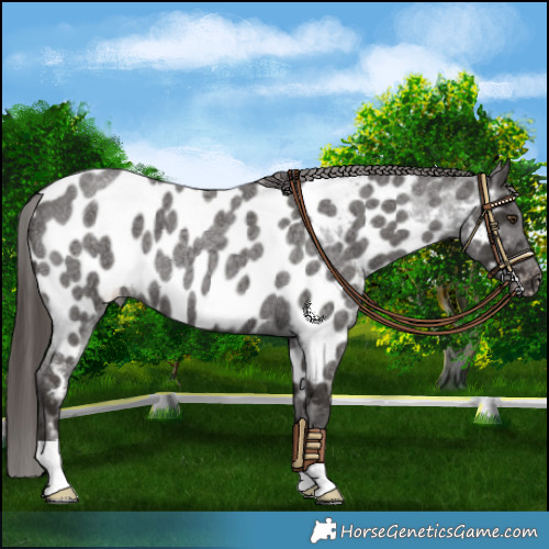 Horse Color:Liver Red Roan Appaloosa 
