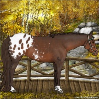 Horse Color:Liver Chestnut Appaloosa 