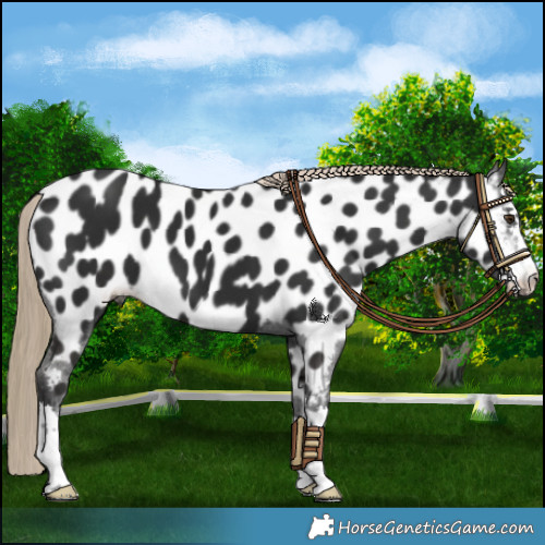 Horse Color:Liver Chestnut Appaloosa 