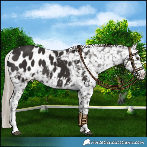Horse Color:Liver Chestnut Appaloosa 