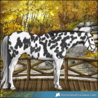Horse Color:Black Splash Leopard 