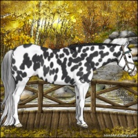 Horse Color:Black Splash Appaloosa