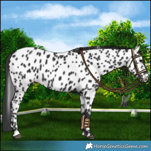 Horse Color:Black Appaloosa