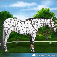 Horse Color:Black Appaloosa 