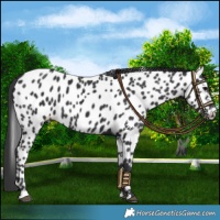 Horse Color:Black Near Leopard