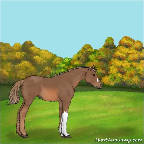 Horse Color:Chestnut 