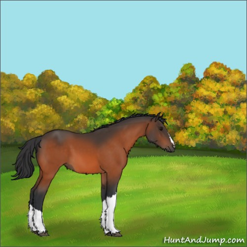 Horse Color:Bay 