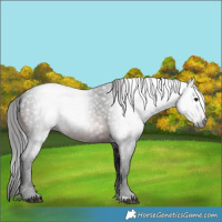 Horse Color:Gray Bay 