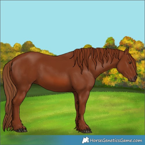 Horse Color:Chestnut 