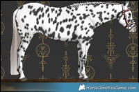 Horse Color:Black Near Leopard Rabicano 