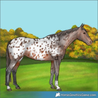 Horse Color:Bay Near Leopard  and Brown Near Leopard 