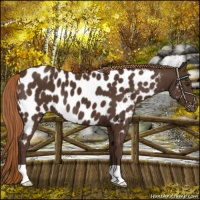 Horse Color:Liver Chestnut Near Leopard 