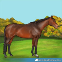 Horse Color:Bay Appaloosa  and Bay Appaloosa 