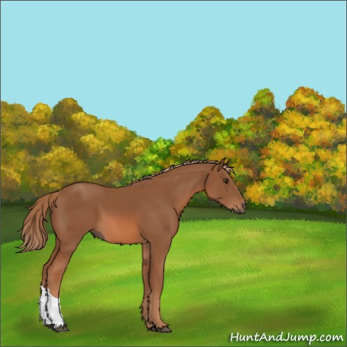 Horse Color:Chestnut 
