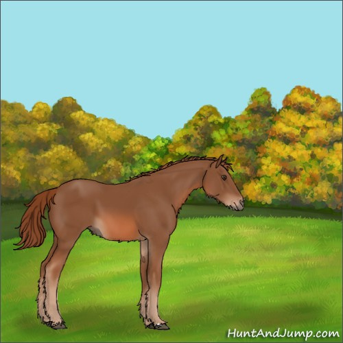 Horse Color:Chestnut 