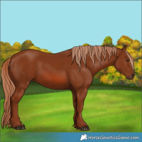 Horse Color:Chestnut 