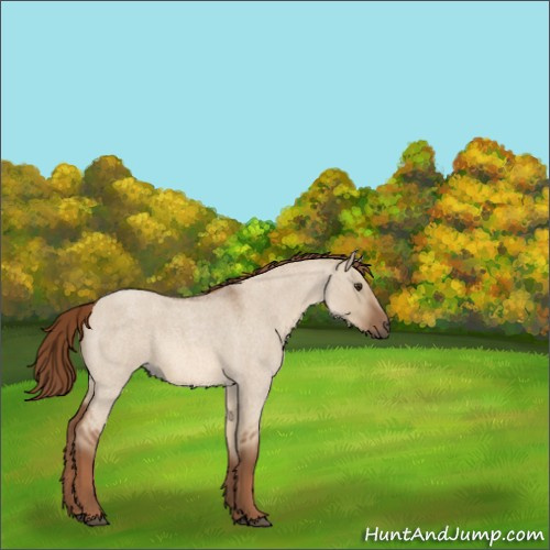 Horse Color:Red Dun Roan 