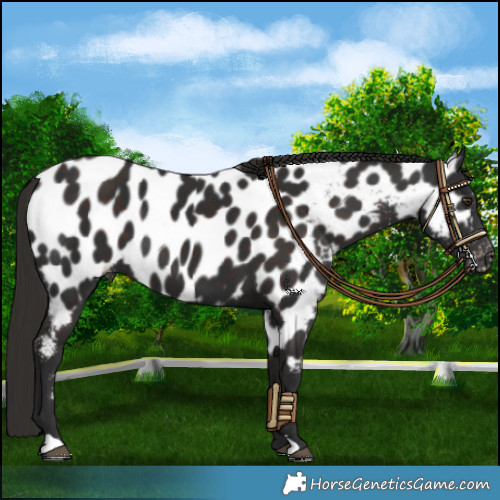 Horse Color:Liver Chestnut Appaloosa 